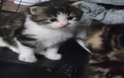 Siberian cats for sale: Beautiful Siberian x BSH kittens  - Image 9