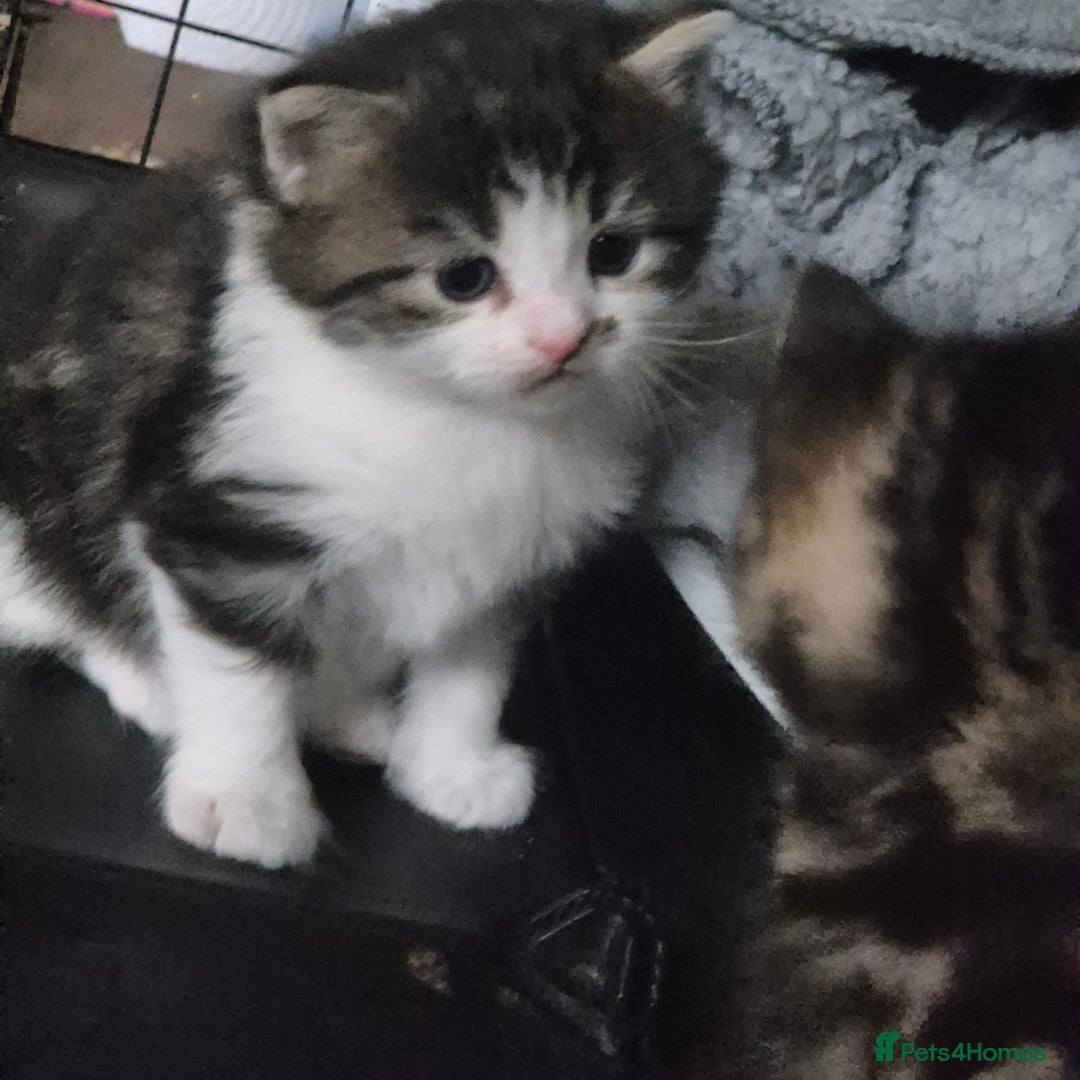 Siberian cats for sale: Beautiful Siberian x BSH kittens  - Image 9