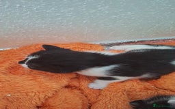 Domestic Shorthair cats for sale: Male kittens for sale  - Image 16