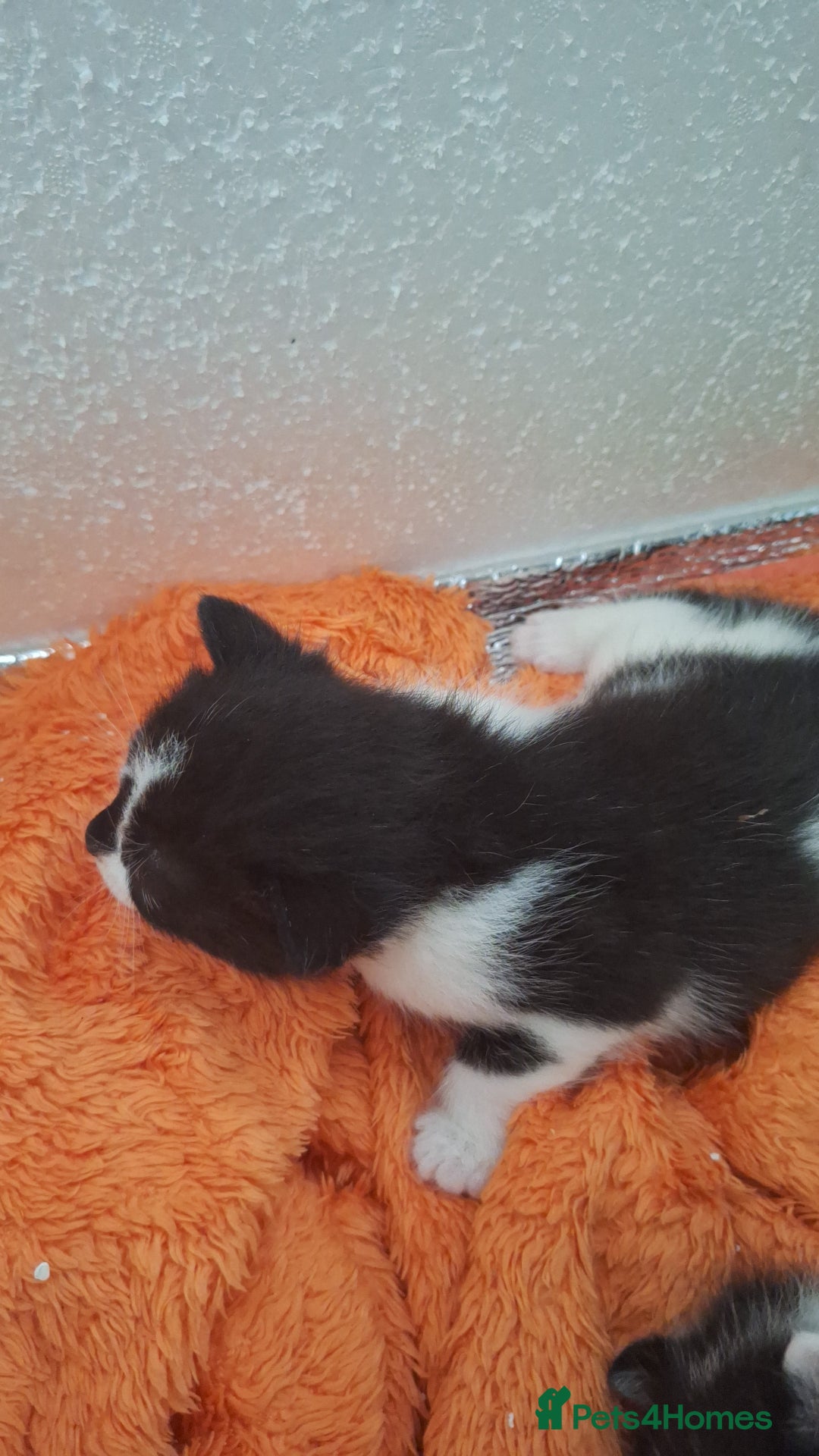Domestic Shorthair cats for sale: Male kittens for sale  - Image 16