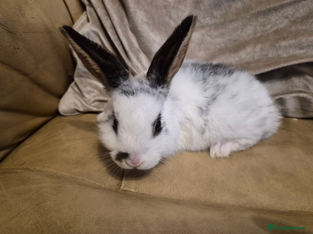 Mini Lop rabbits for sale: 4 Cute Baby Mini Lop X Rabbits - Advert 2