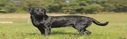 Labrador Retriever dogs for stud: Fully DNA Health tested Labrador stud dog in Alton - Advert 3