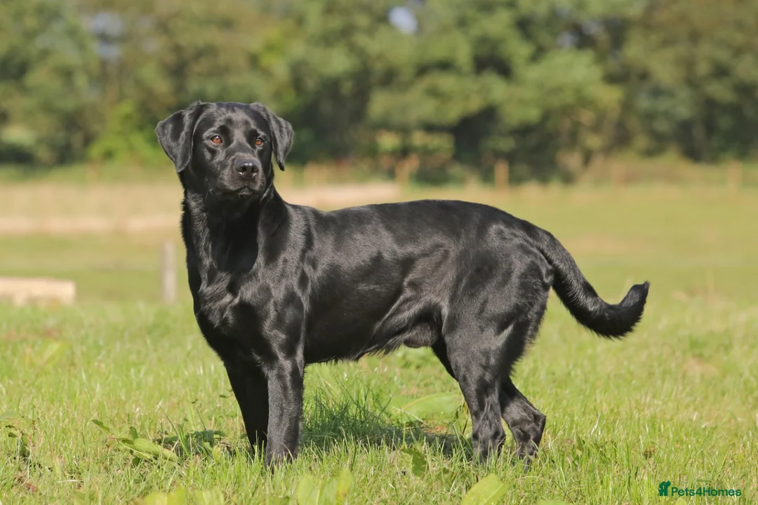 Labrador Retriever dogs for stud: Fully DNA Health tested Labrador stud dog in Alton - Advert 3