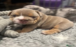 English Bulldog dogs for sale: Chunky English Bulldog Puppies  - Image 21