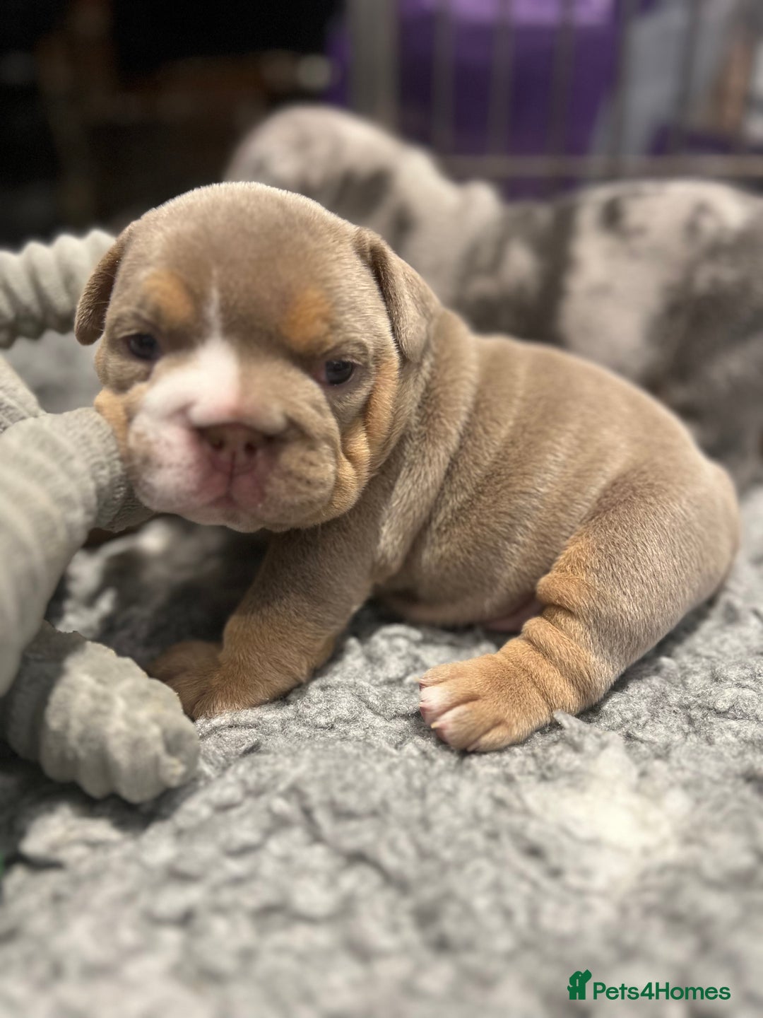 English Bulldog dogs for sale: Chunky English Bulldog Puppies  - Image 21