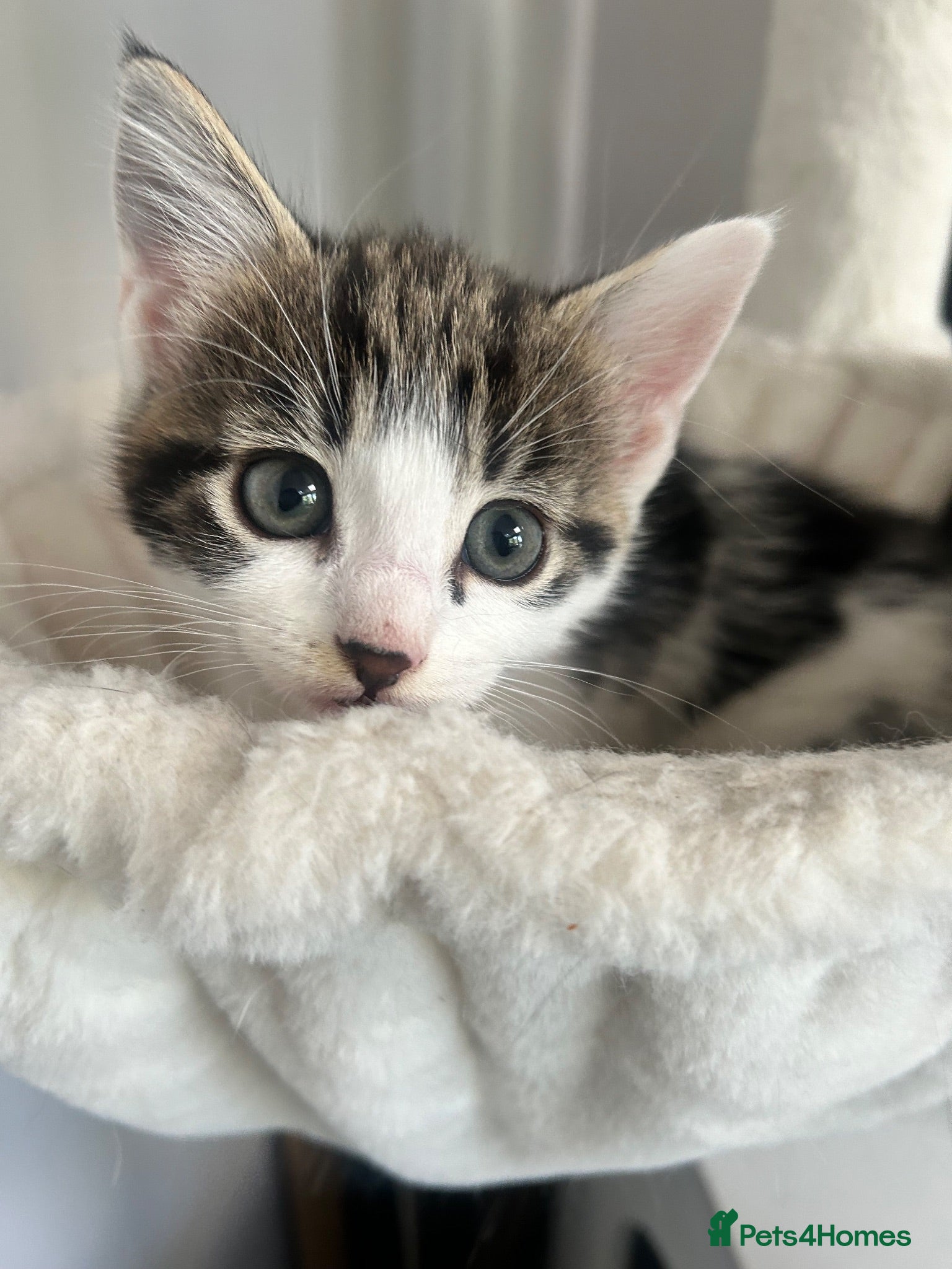 Domestic Shorthair cats 3 kittens ready for a new hom - Advert 5