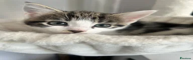 Domestic Shorthair 2