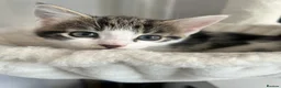 Domestic Shorthair cats for sale: 3 kittens ready for a new hom - Advert 1