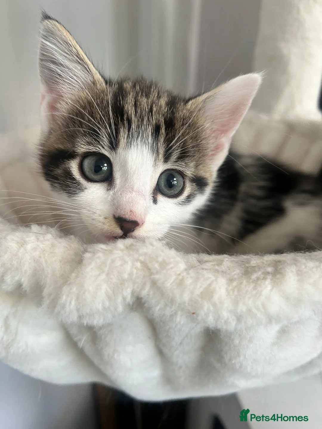 Domestic Shorthair cats for sale: 3 kittens ready for a new hom - Advert 1