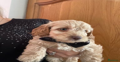 Cockapoo dogs  5 ⭐️ genetics F1b cockapoo Apricot with blue eyes - Advert 1