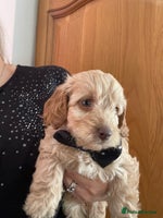Cockapoo dogs 5 ⭐️ genetics F1b cockapoo Apricot with blue eyes - Advert 1