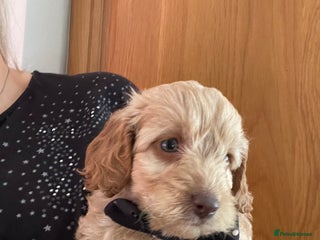 Cockapoo dogs 5 ⭐️ genetics F1b cockapoo Apricot with blue eyes - Advert 1