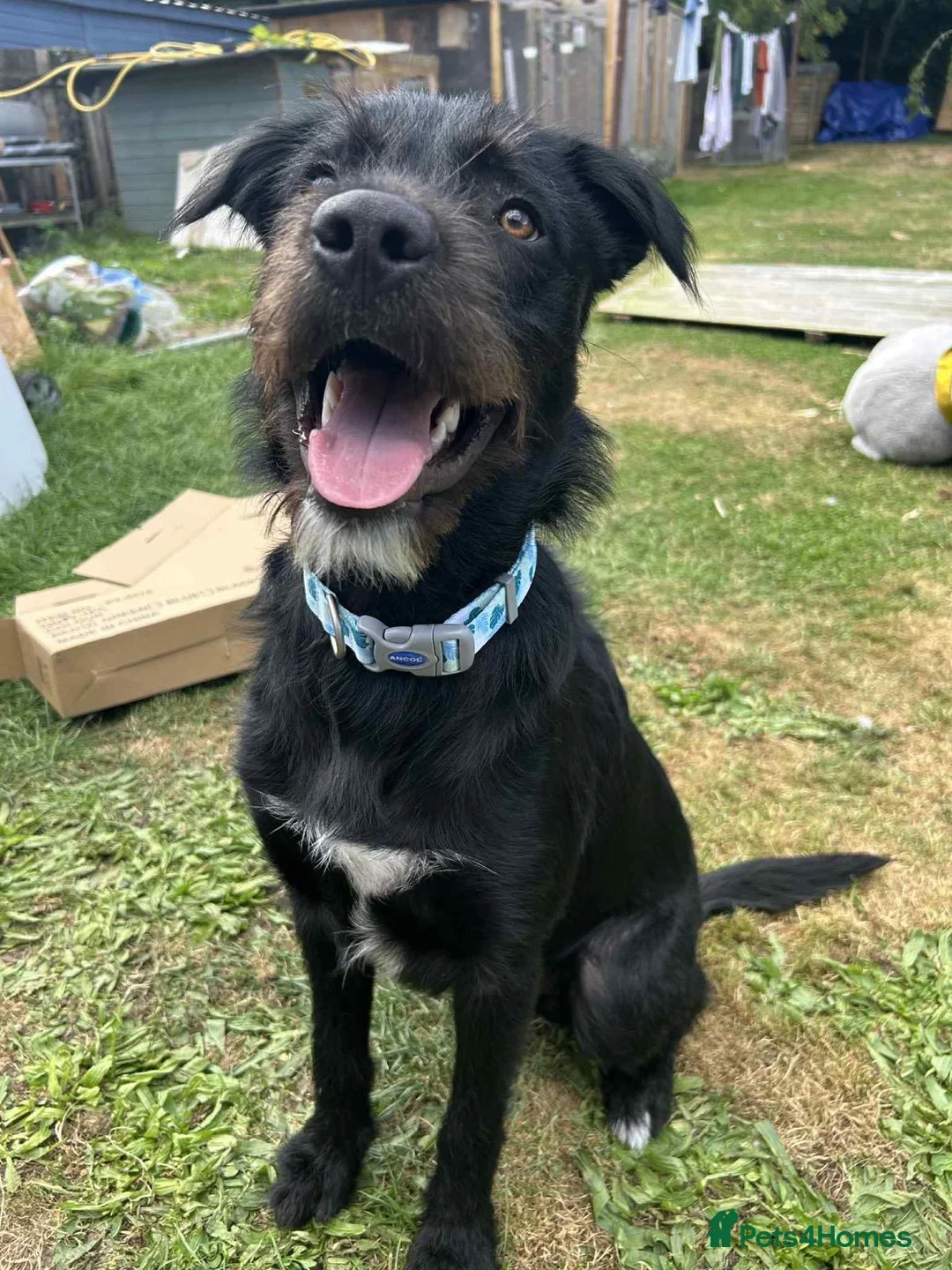 Mixed Breed dogs for sale: Lovely male Border Collie cross Labrador - Advert 5