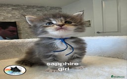 Maine Coon cats for sale: Maine coon kittens - Image 26