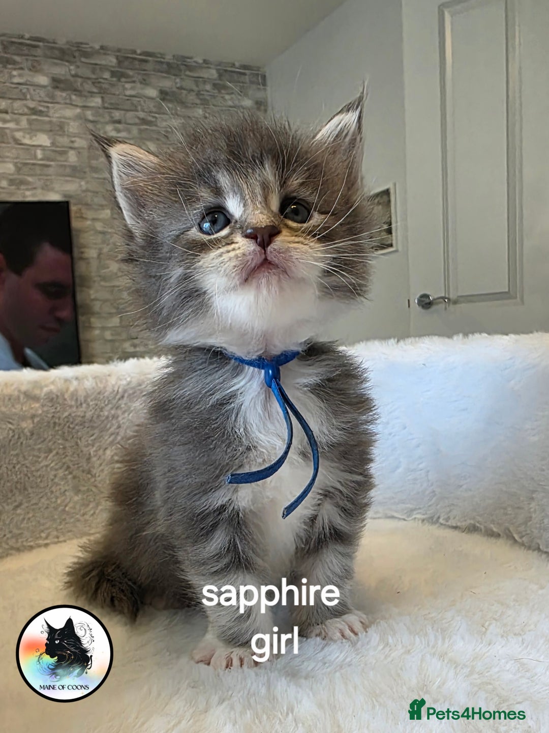 Maine Coon cats for sale: Maine coon kittens - Image 26