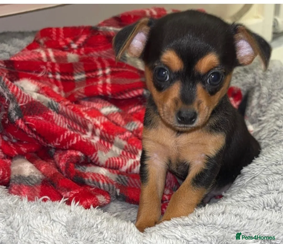 Chihuahua dogs for sale: 2 dark choc and tan male chihuahuas available  - Advert 1