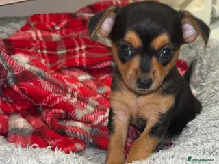 Chihuahua dogs 2 dark choc and tan male chihuahuas available - Advert 5