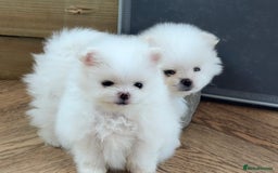 Pomeranian dogs for sale: KC Reg show quality Poms, 5 🌟 homes Only - Image 8