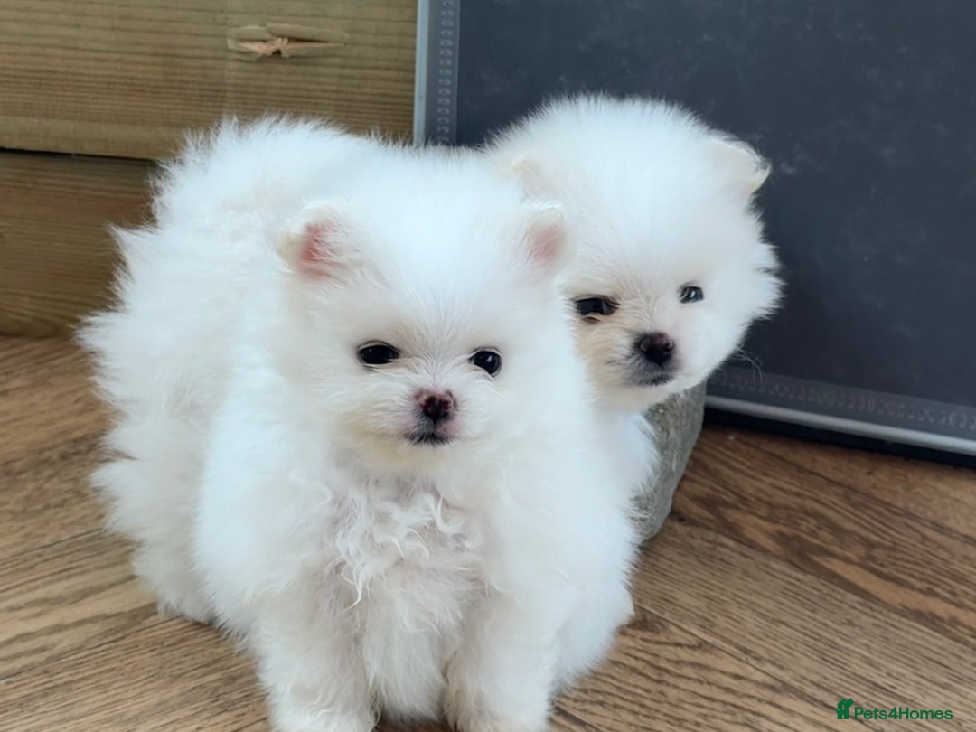 Pomeranian dogs for sale: KC Reg show quality Poms, 5 🌟 homes Only - Image 8