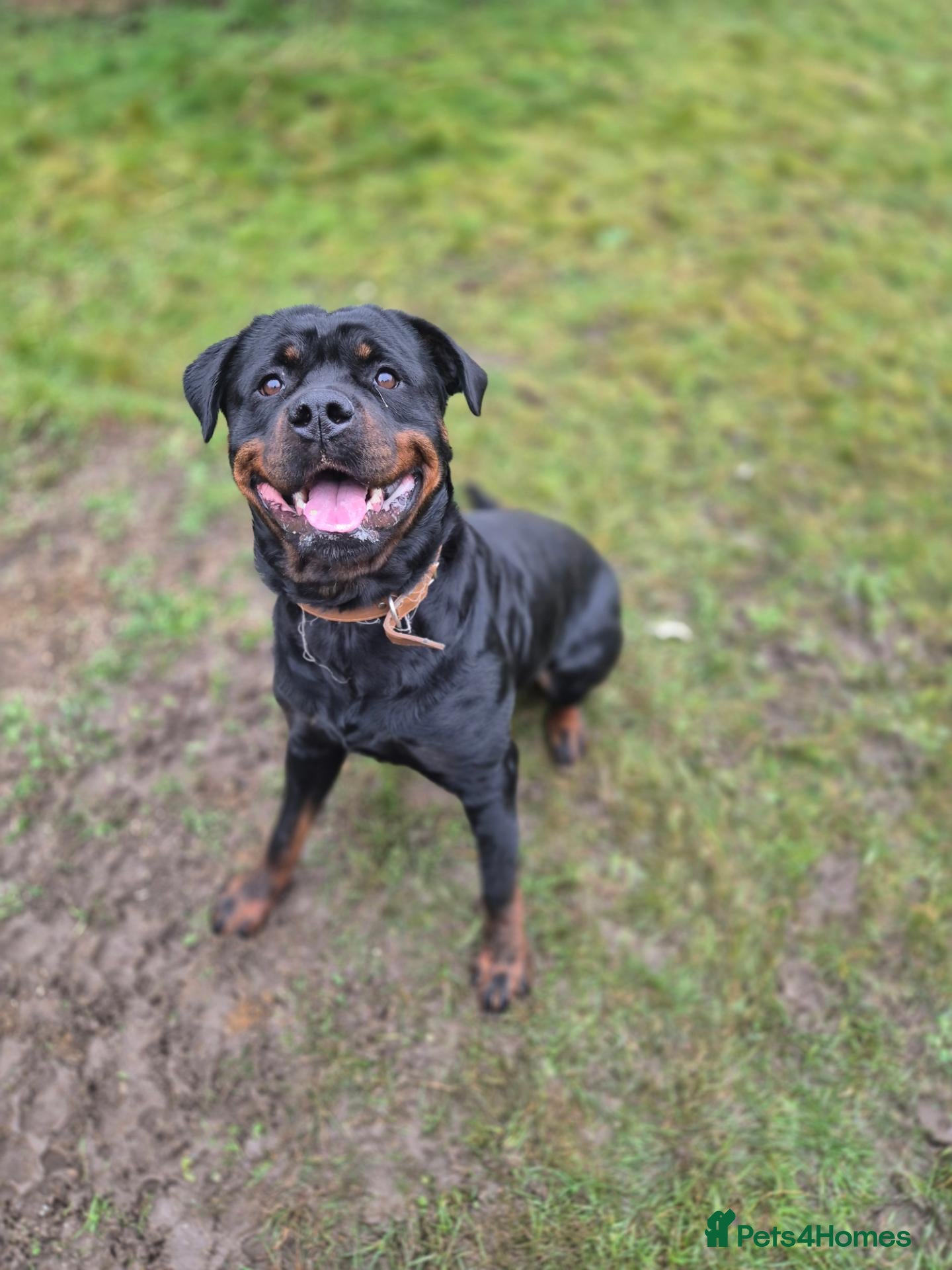 Rottweiler dogs rottweiler puppies - Advert 3