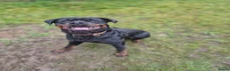 Rottweiler dogs for sale: rottweiler puppies - Advert 1