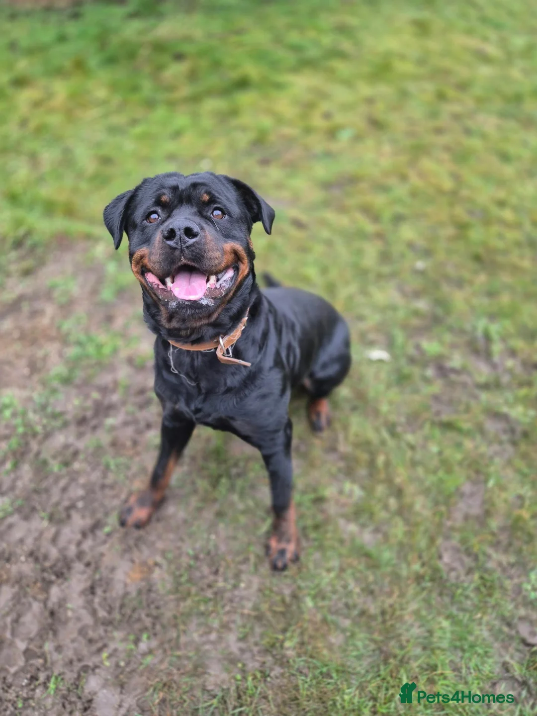 Rottweiler dogs for sale: rottweiler puppies - Advert 1