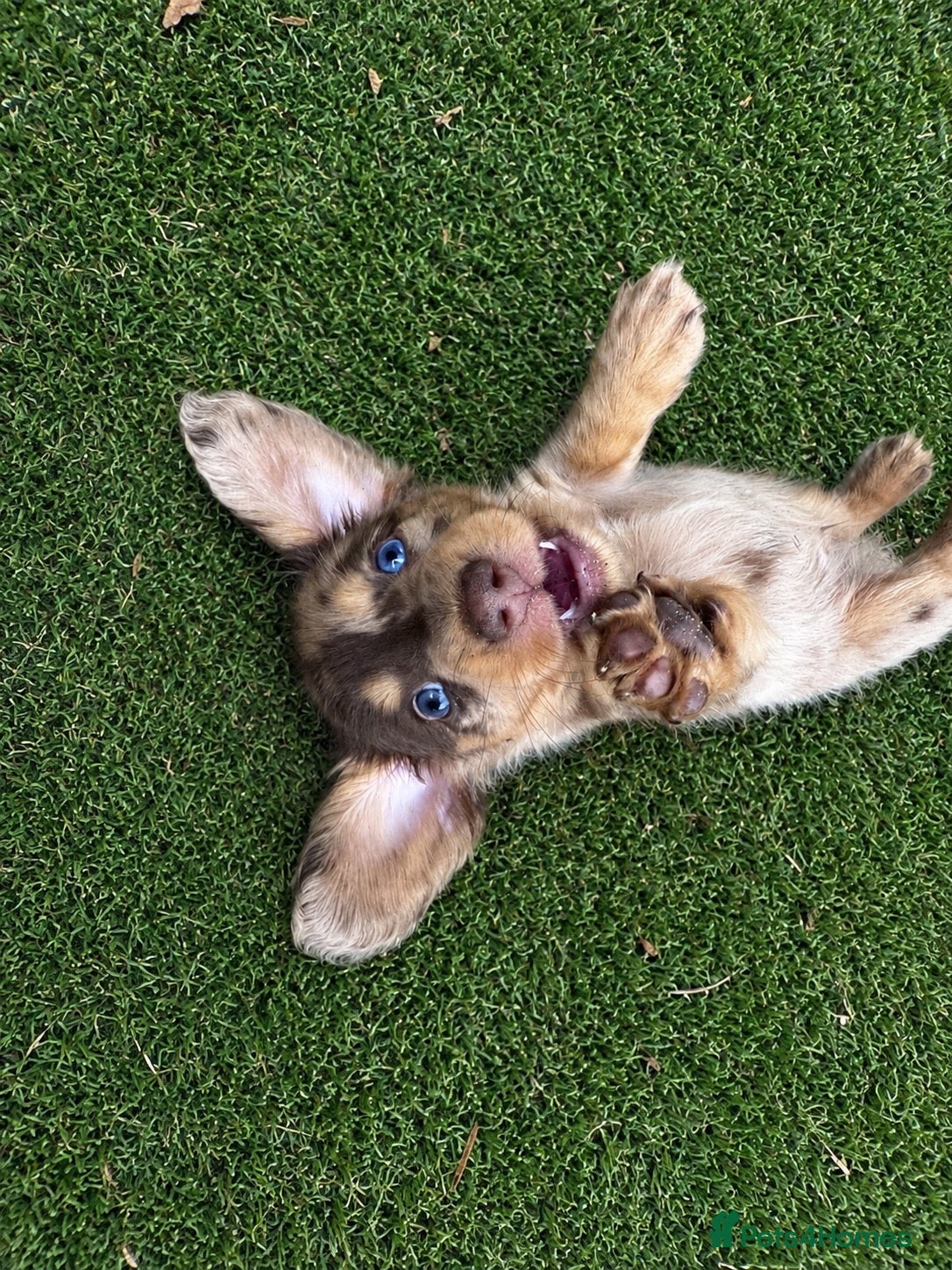 Miniature Dachshund dogs Long haired KC registered - Advert 1