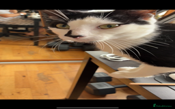 Domestic Shorthair cats for sale: 2-year-old tuxedo cat, ready to be rehomed - Image 4