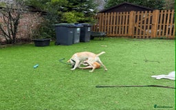 Mixed Breed dogs for adoption: Talia - Marleborough Wiltshire  - Advert 3