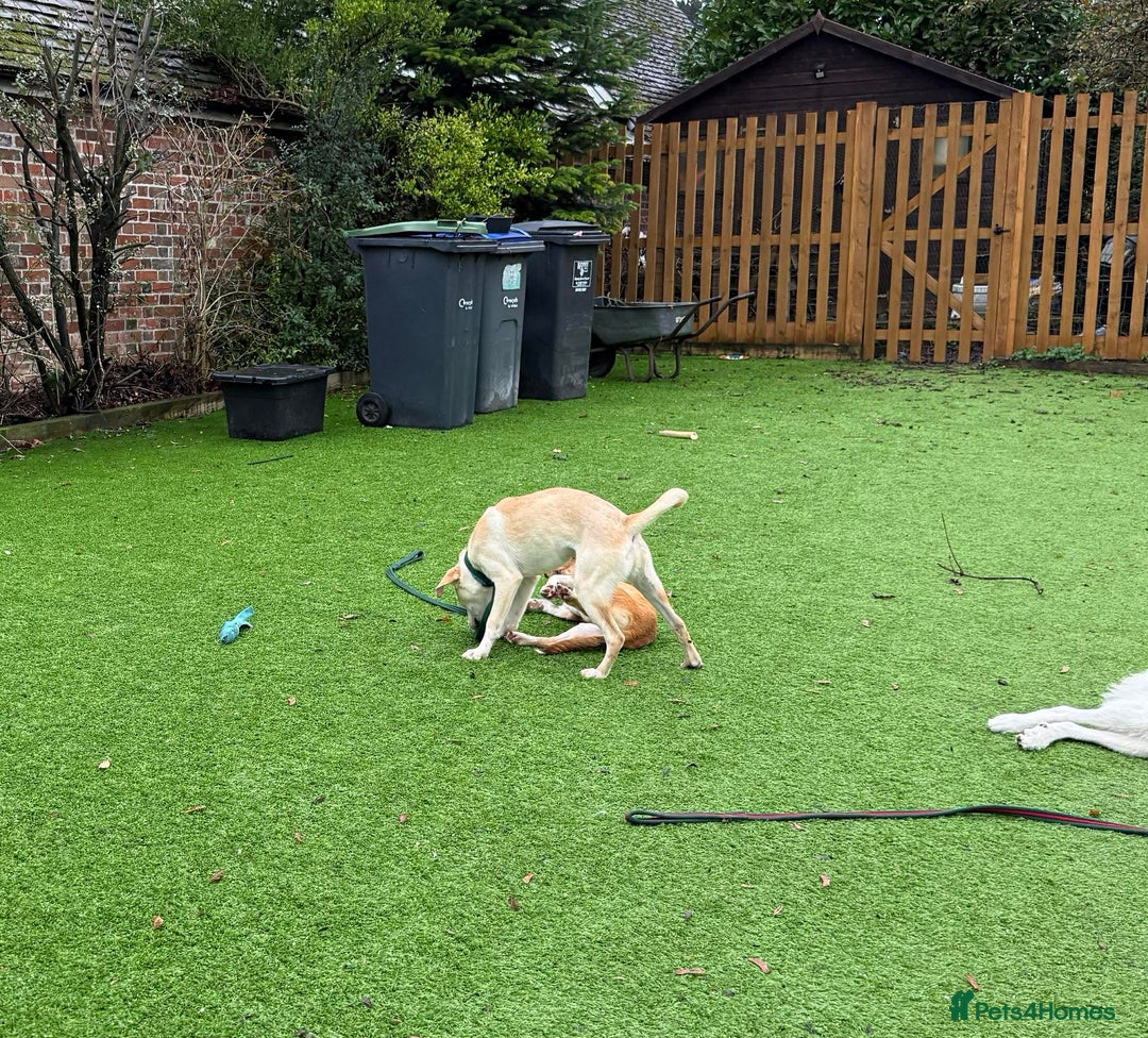 Mixed Breed dogs for adoption: Talia - Marleborough Wiltshire  - Advert 3