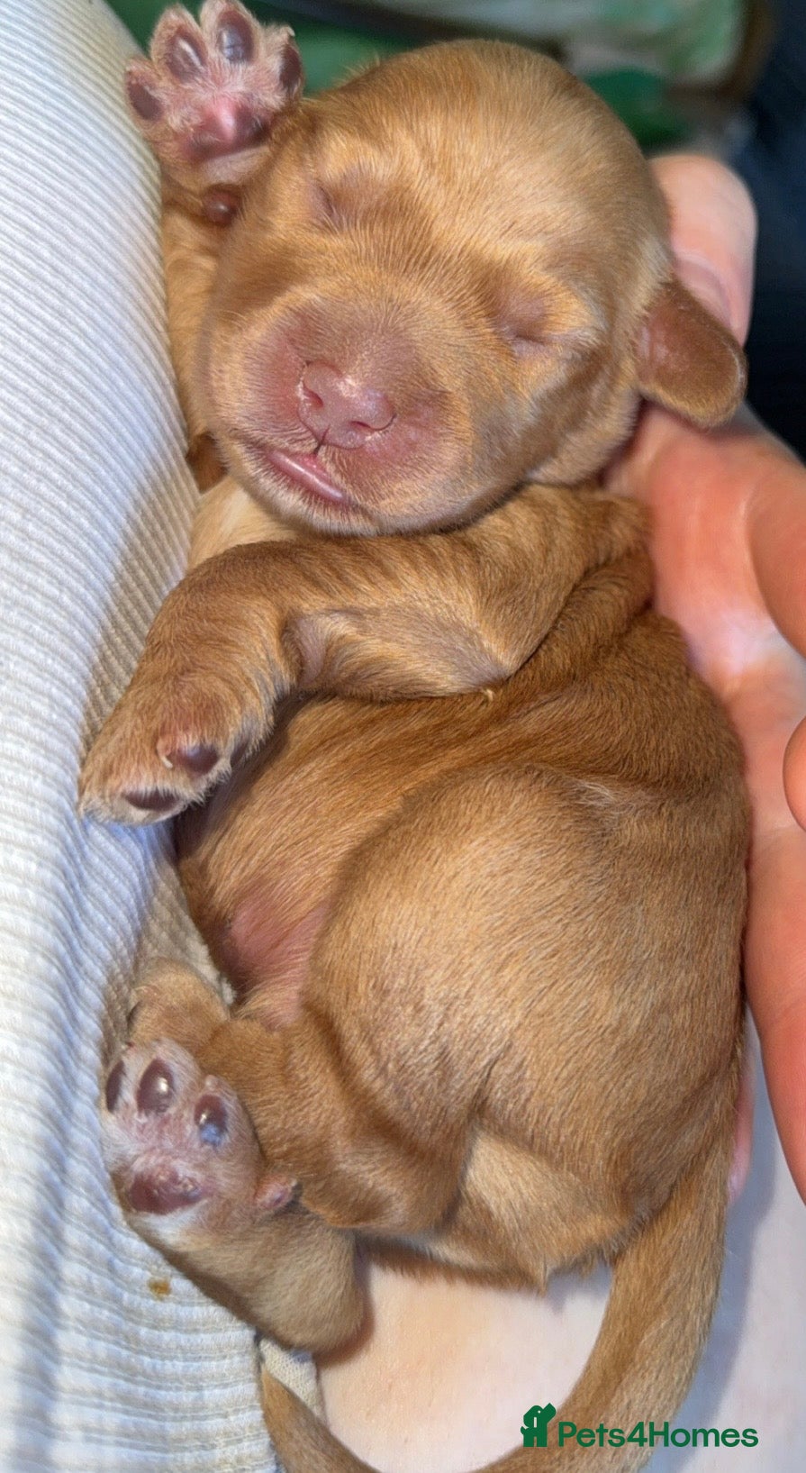 Cockapoo dogs Stunning F2 Cockapoo Puppies - Advert 6