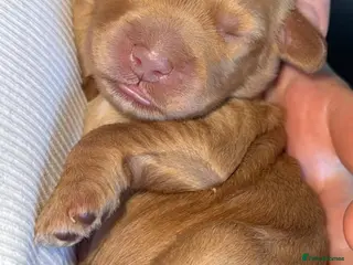 Cockapoo dogs Stunning F2 Cockapoo Puppies - Advert 6