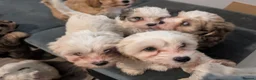 Mixed Breed dogs for sale: Adorable little bundles of joy!!  in Margate - Advert 15