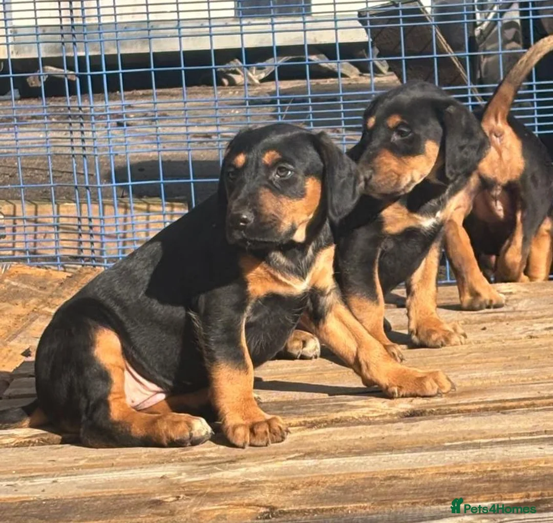 Mixed Breed dogs for sale: Lurcher x dobermen in Doncaster - Advert 27