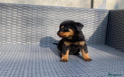 Rottweiler dogs for sale: Beautiful Rottweilers - Image 7