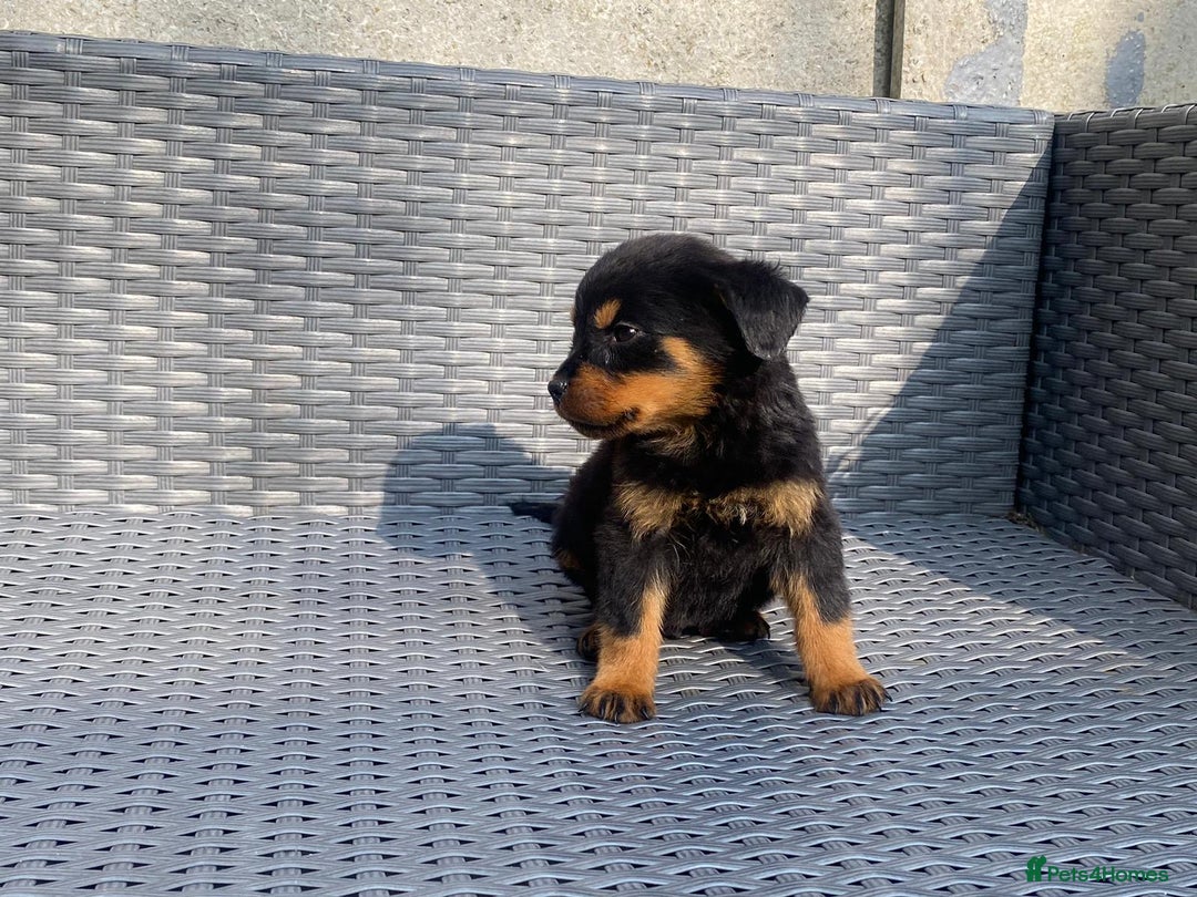 Rottweiler dogs for sale: Beautiful Rottweilers - Image 7