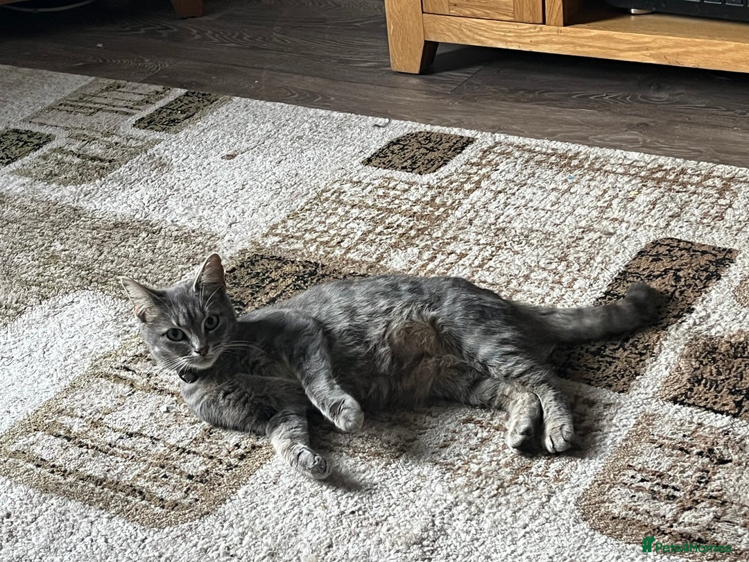 Mixed Breed cats for sale: 1 LH Blue boy 1 SH black & white boy 1 Tabby girl - Image 6
