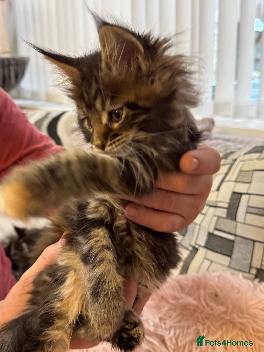 Maine Coon cats for sale: Adorable pedigree Maine coon kittens - Advert 23