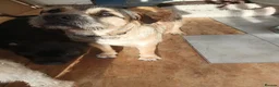 Mixed Breed dogs for sale: Loving 1 year old boy mix breed  in Liverpool - Advert 5