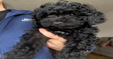 Cavapoo dogs - Advert 1