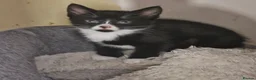 Mixed Breed cats for sale: Adorable Black & White Kittens for Sale 🐾 - Advert 18
