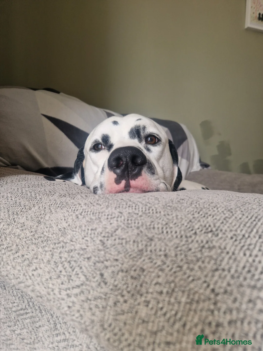 Dalmatian dogs for stud: ❤️Exceptional Proven Dalmatian Stud❤️ - Advert 11