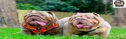 English Bulldog dogs for sale: Mr Muscles litter English Bulldogs - Advert 20