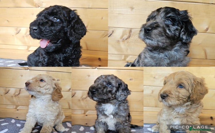 Australian Labradoodle dogs - Advert 2