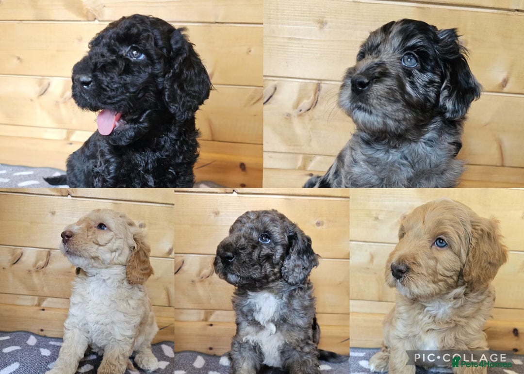 Australian Labradoodle dogs for sale: 💕 Stunning Australian Labradoodles! 💕 - Image 1