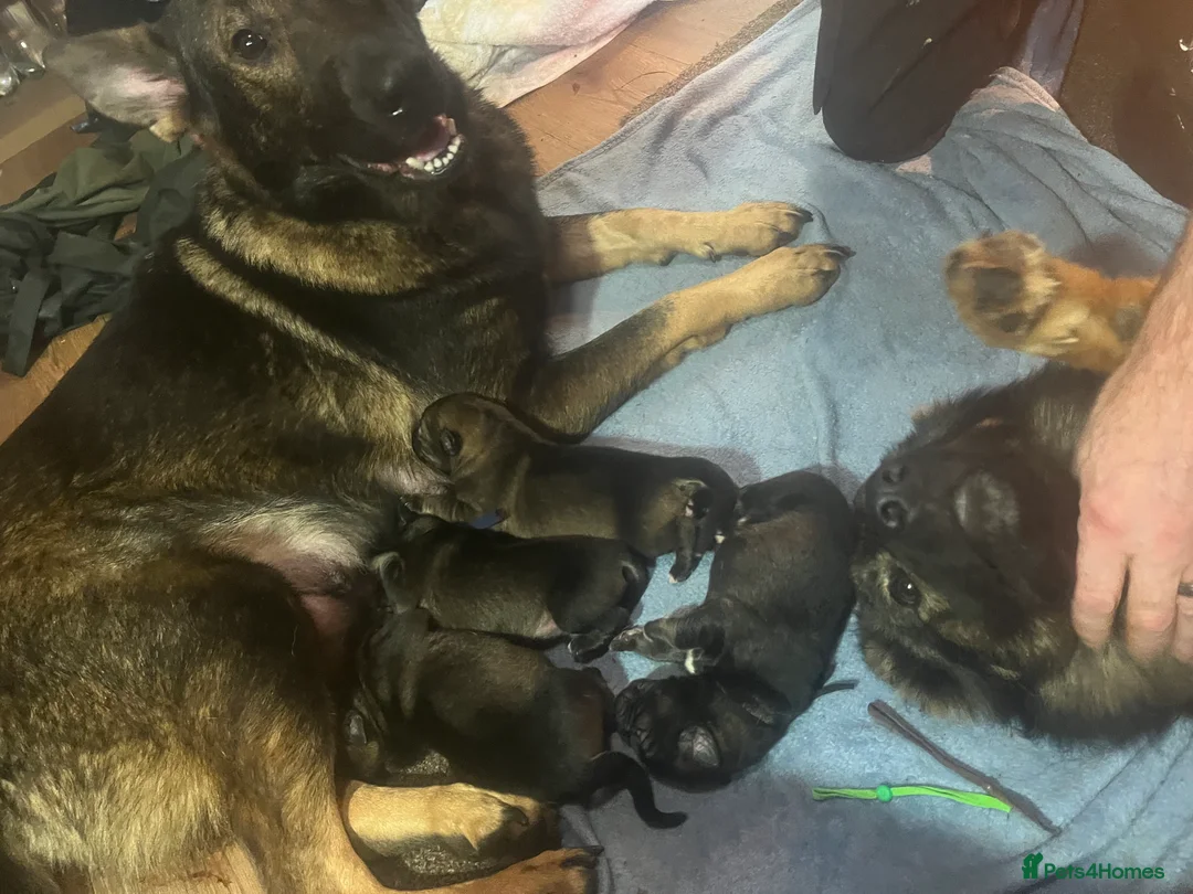 Mixed Breed dogs for sale: Shollies puppies - Advert 1