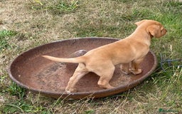 Labrador Retriever dogs for sale: Beautiful Health Checked Female KC Reg Lab Pup - Image 4