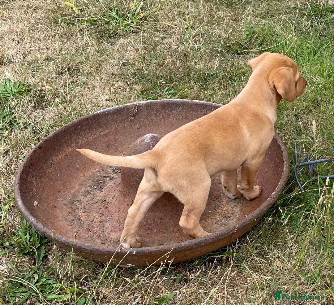 Labrador Retriever dogs for sale: Beautiful Health Checked Female KC Reg Lab Pup - Image 4