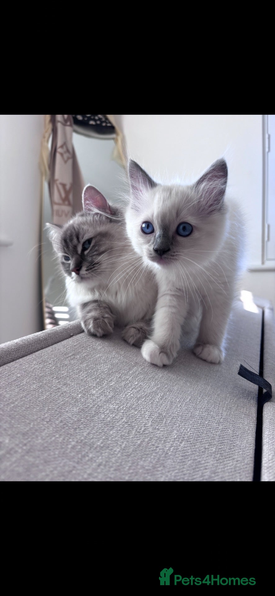 Ragdoll cats Beautiful boy ragdoll for sale  - Advert 2