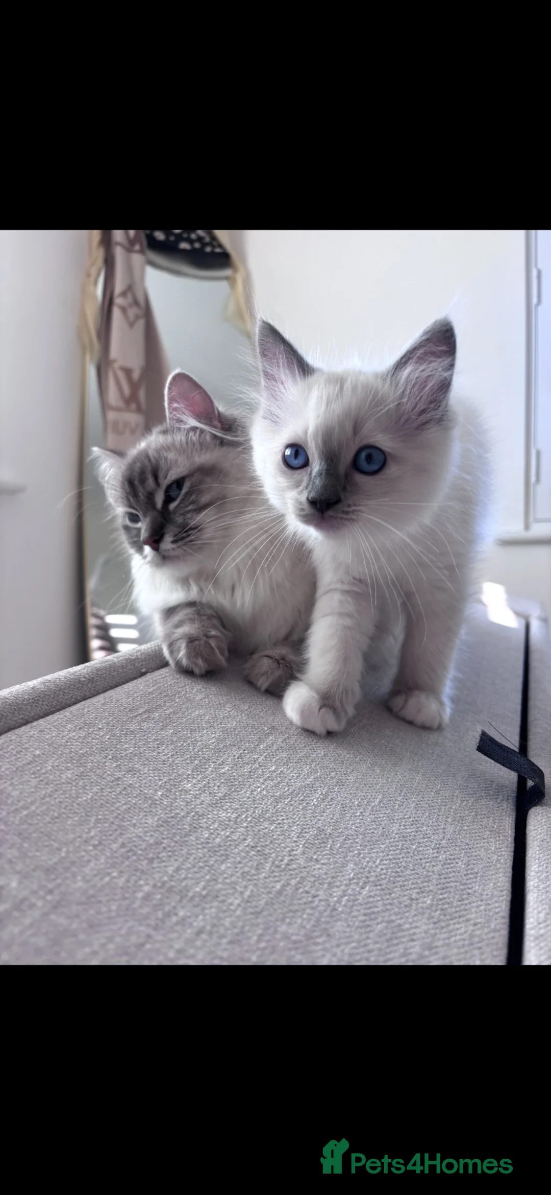 Ragdoll cats for sale: Beautiful boy ragdoll for sale  - Advert 1